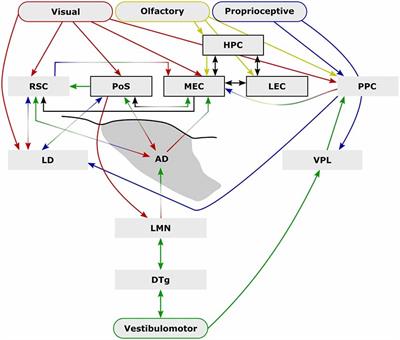 Why Isn’t the Head Direction System Necessary for Direction? Lessons From the Lateral Mammillary Nuclei